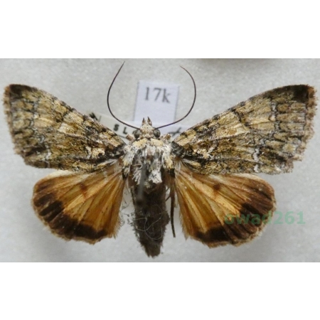 Polyphaenis sericata (Esper, 1787) Slovakia17k